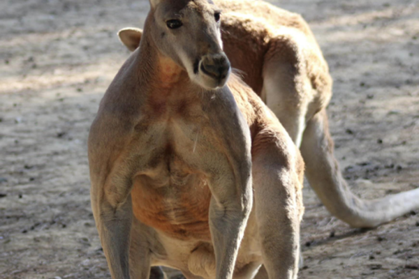 Image PARC AUSTRALIEN 🦘